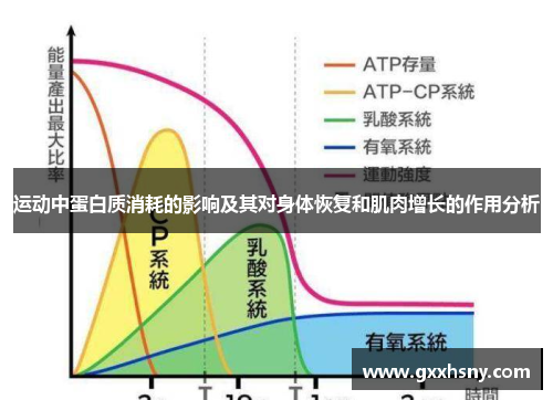 运动中蛋白质消耗的影响及其对身体恢复和肌肉增长的作用分析